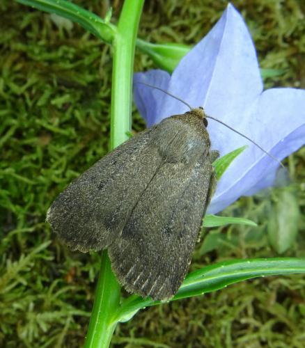 Réf. 185 341 : Amphipyra tragopoginis